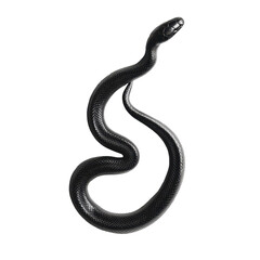 Fototapeta premium Black snake slithering gracefully across a surface showcasing its sleek body and intricate scales