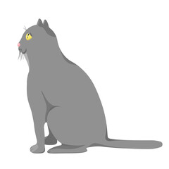 A grey cat sits isolated on a white background.Vector illustration of a pet.
