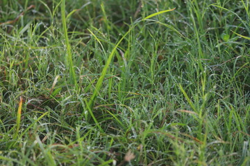 Fresh looking green grass decorated with morning dew exposed to the warmth of the sun