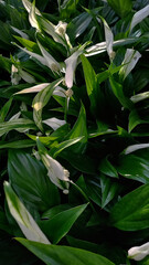 Lush cluster of blooming Spathiphyllum plants, also known as peace lilies, with dark green glossy leaves and elegant white flowers. The image captures a natural background of tropical foliage