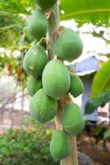 Papaya growing on a tree in India, tropical papaw fruit, agriculture plantation in Kerala