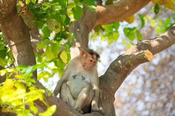 Barbary macaque ape, rhesus monkey climbing a tree, wildlife of Goa India, jungle and rainforest animal 