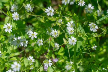 Cold resistant white flower of draba verna in springtime. Erophila verna is species of plant in brassicaceae family. Small annual herbaceous blooming of common whitlowgrass. Spring stepp salty places.