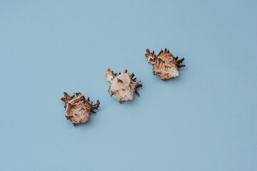 Minimal composition of three seashells arranged in a row on blue background..Clean flat lay ideal for summer designs, spa visuals or eco-themed branding...