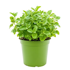 Naklejka premium Oregano herb plant in green pot on transparent background