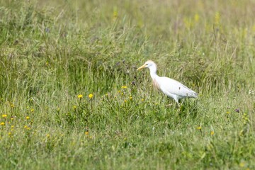 Cattle Egret (Bubulcus ibis) walking gracefully among green grass and yellow flowers. Arrocampo Bird Park, Extremadura, Spain. Vibrant wildlife scene