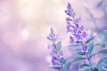 Fototapeta premium Soft focus image of delicate purple flowers.