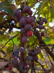 Vibrant clusters of grapes ripening in a sunny vineyard