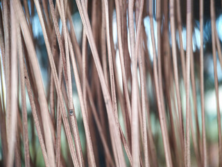 Close-up of bundled, dry, light brown plant stems or reeds, with a blurred background showing hints of blue and green