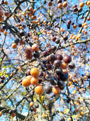 Close-up of hackberries in various stages of ripeness, from orange to dark purple, hanging from bare branches against a bright blue sky