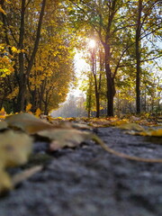 Low view of an autumn path covered in fallen yellow leaves, sunlight streaming through the golden foliage of the tall trees lining it
