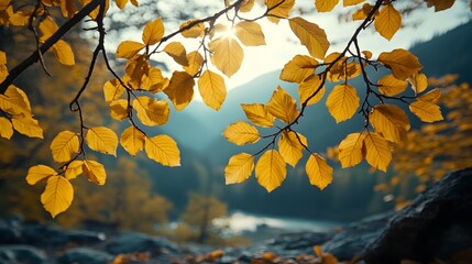 The yellow leaves and autumn wind in the mountains and forests during the beginning of autumn season