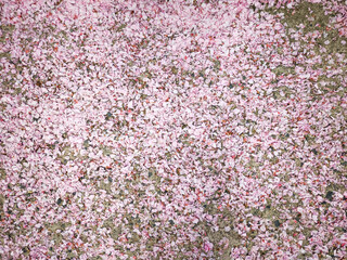 Pink flower sakura petals covering the ground create a beautiful natural carpet, showcasing the beauty of nature and seasonal change, floral decoration concept © alenagurenchuk