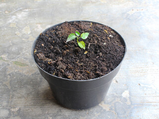 Growing chili pepper plants in pots for food self-sufficiency.