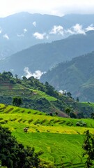 Naklejka premium Lush green rice terraces cascade down hillsides in Southeast Asia on a cloudy day showcasing the agricultural landscape and natural beauty