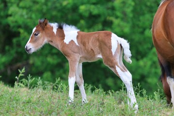 Un jeune poulain et sa maman