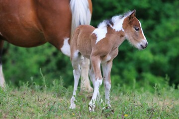 Un jeune poulain et sa maman