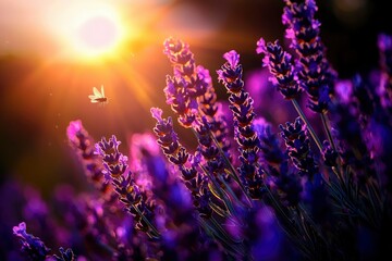 Fototapeta premium Lavender field at sunset (2)