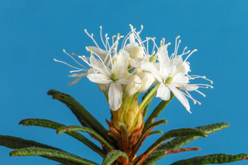 Close-up of a spring-harvested Marsh Labrador Tea (Rhododendron tomentosum) inflorescence against a blue background. Studio photo.