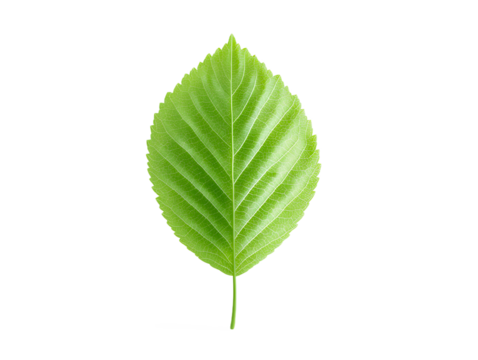 Fresh Green Leaf Transparent Background