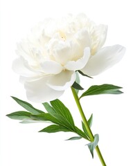 Obraz premium Elegant single white peony blossom with green leaves