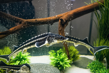 Sturgeons or sterlets swim in an aquarium as decoration for fish restaurant.