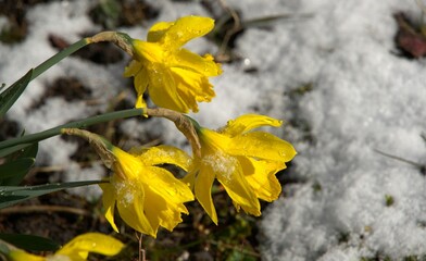 Daffodil flowers on a frosty snowy spring day