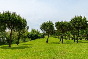 Quiet park with tall Pinus pinea trees offers relaxation in calm natural setting. Italian pines grow on lush green grass under clear blue sky. Ornithological park is located in Adler (Sirius)