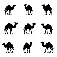 black and white silhouettes of camels in various poses and positions. Some camels are standing, some are walking, and some have riders on their backs. scientific name
