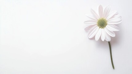 Delicate single pale pink daisy on white background