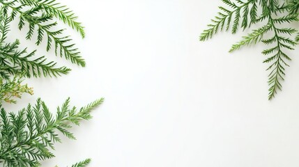Fresh green foliage sprigs arranged in corners on a white background