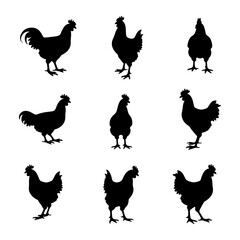 set of chicken © Sketch