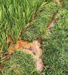 Iron-oxidizing water in a rice field.