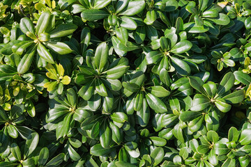 Shiny green leaves of Pittosporum Tobira Nana background