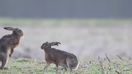 Brown hare pair boxing in a field in hoarfrost during mating season in spring, slow motion,  spring, north rhine westphalia, (lepus capensis), germany - Powered by Adobe