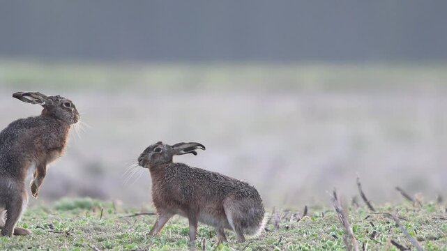Brown hare pair boxing in a field in hoarfrost during mating season in spring, slow motion,  spring, north rhine westphalia, (lepus capensis), germany