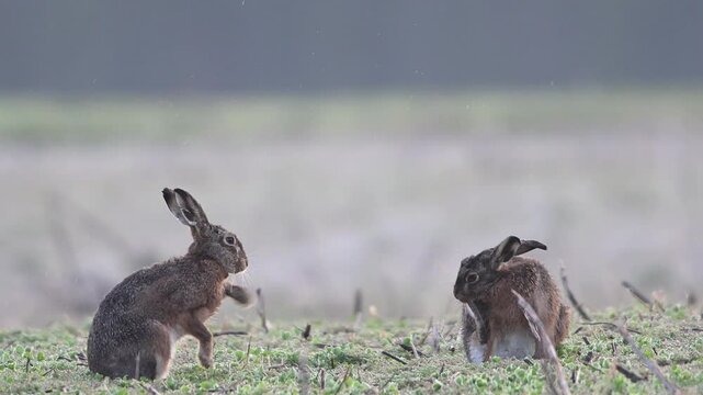 Brown hares sitting in a field with hoarfrost during the parring season and cleaning their fur, slow motion, spring, north rhine westphalia, (lepus capensis), germany