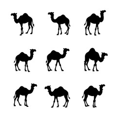 Camel Silhouette Vector, Camel Isolated On White Background Vector