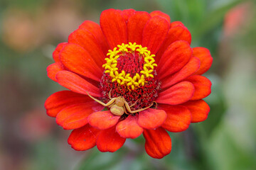 Crab spider (Misumenops callinurus) on a flower.