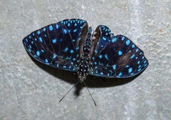 Close-up image of a black butterfly with iridescent blue spots, resting on a textured gray concrete...