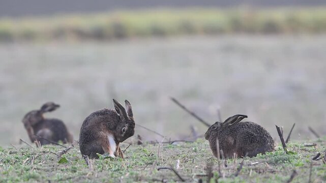 Brown hares sitting in a field with hoarfrost during the parring season and cleaning their fur, slow motion, spring, north rhine westphalia, (lepus capensis), germany