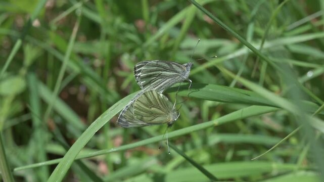 Green-Veined White butterflies (Pieris napi) pair mating and flying away still joined together. May, Kent, UK [Slow motion x10] 