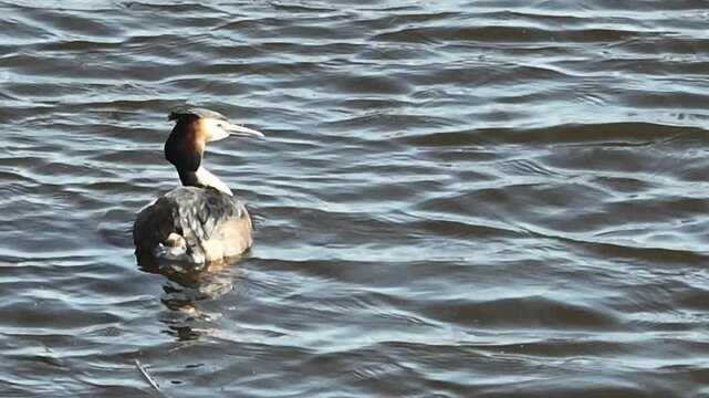 A grebe in the water in the Netherlands