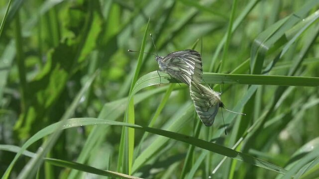 Green-Veined White butterflies (Pieris napi) pair mating and flying away when disturbed by a third. May, Kent, UK [Slow motion x10] 