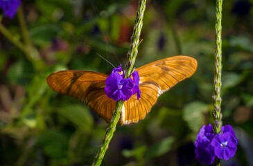 This image shows an underside of a Julia butterfly (Dryas iulia) with vibrant orange wings is...