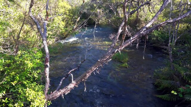 The Waikoropupū River in the Woods &ndash; Tranquil Flow Through Lush Forest
