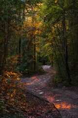 picturesque road in dense forest at sunset in autumn