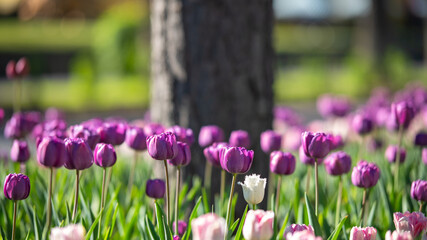 Fototapeta premium Purple and white tulips blooming in spring garden