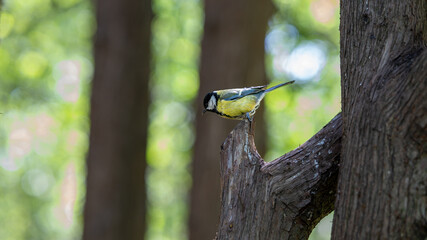 Great tit on tree branch in forest