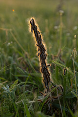 Mating of caterpillars on the trunk of a plant